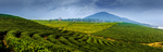 茶园