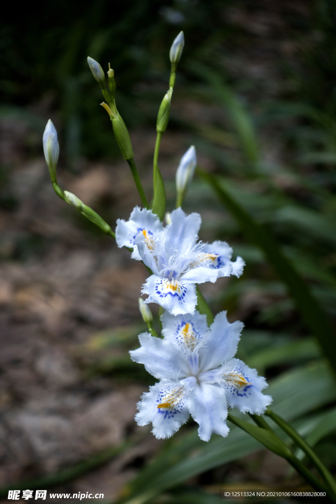 野花