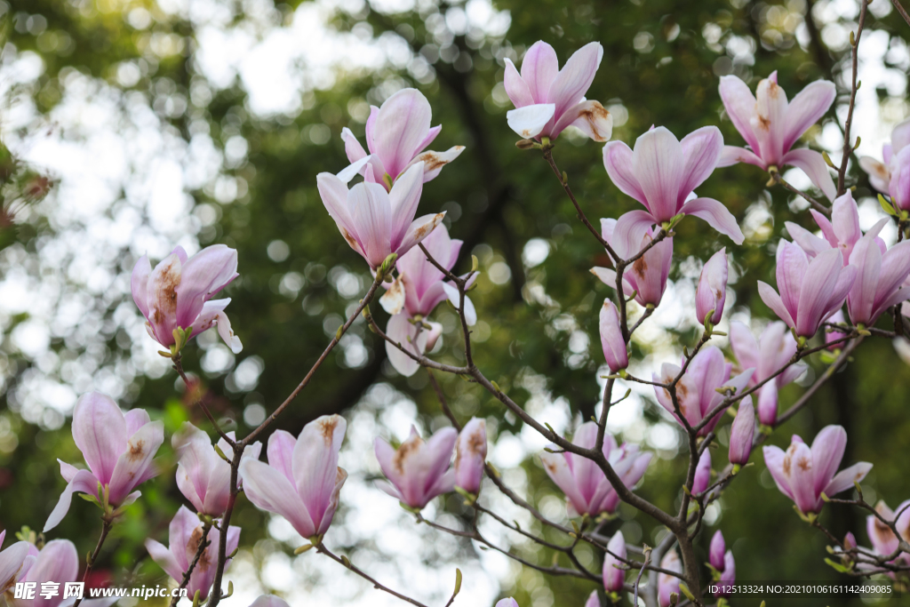 玉兰花