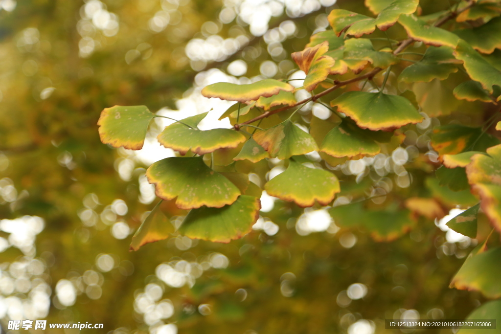 银杏叶