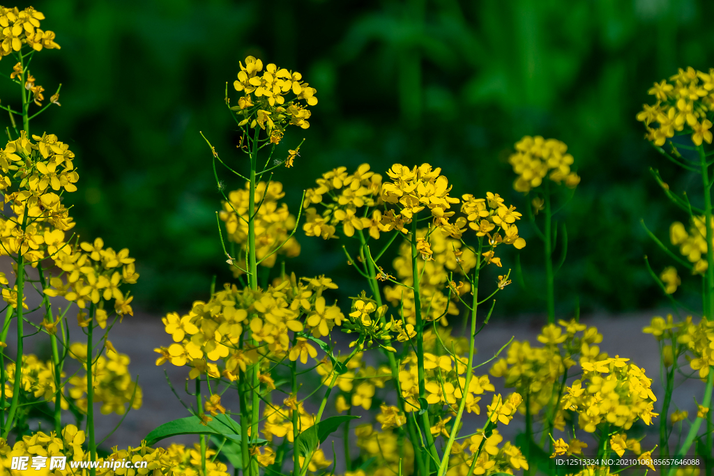 油菜花