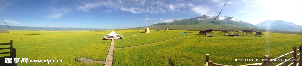 油菜花