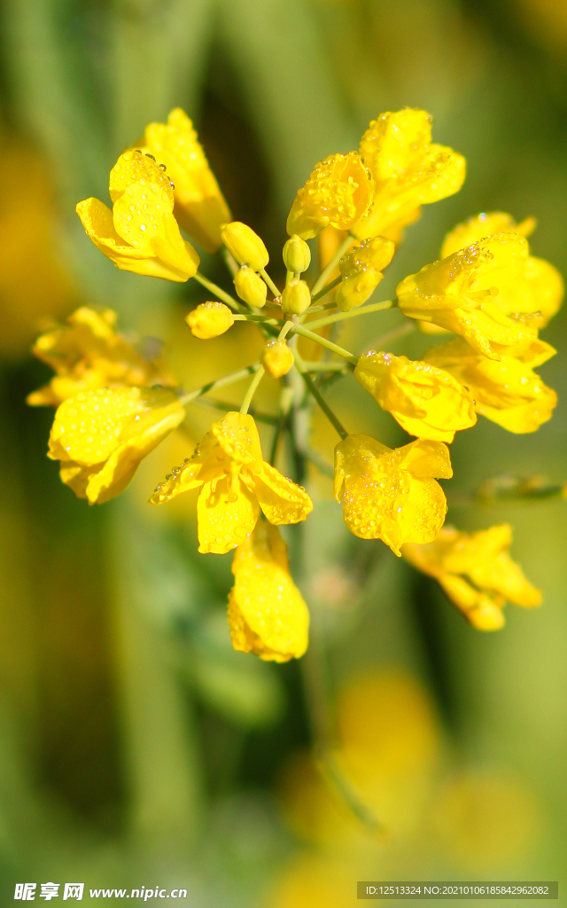 油菜花