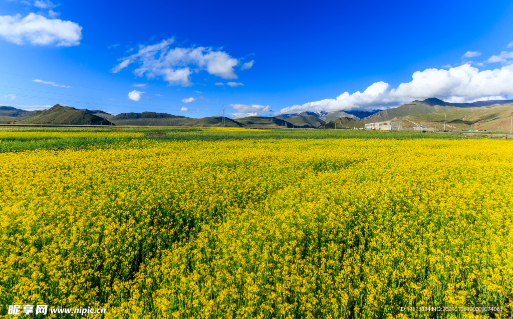 油菜花