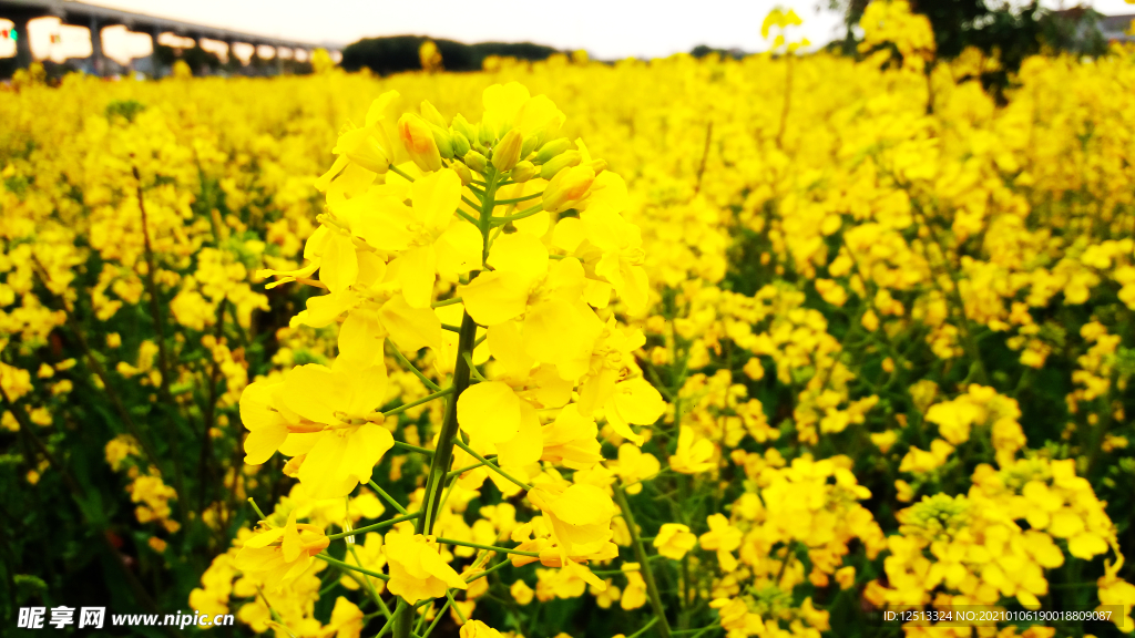油菜花