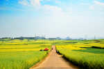 油菜花