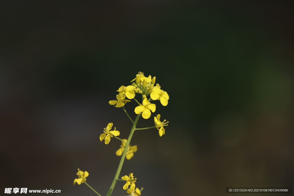 油菜花