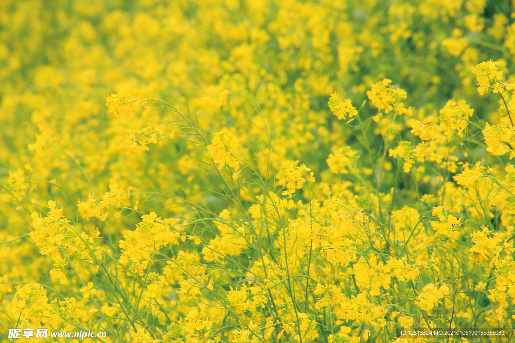 油菜花
