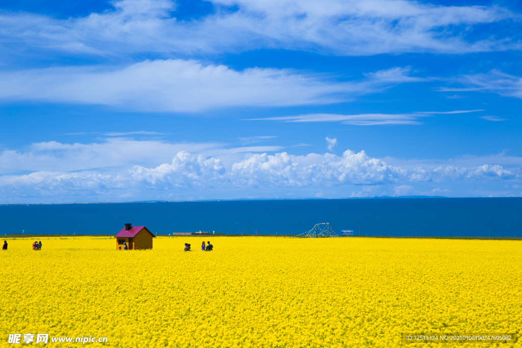 油菜花