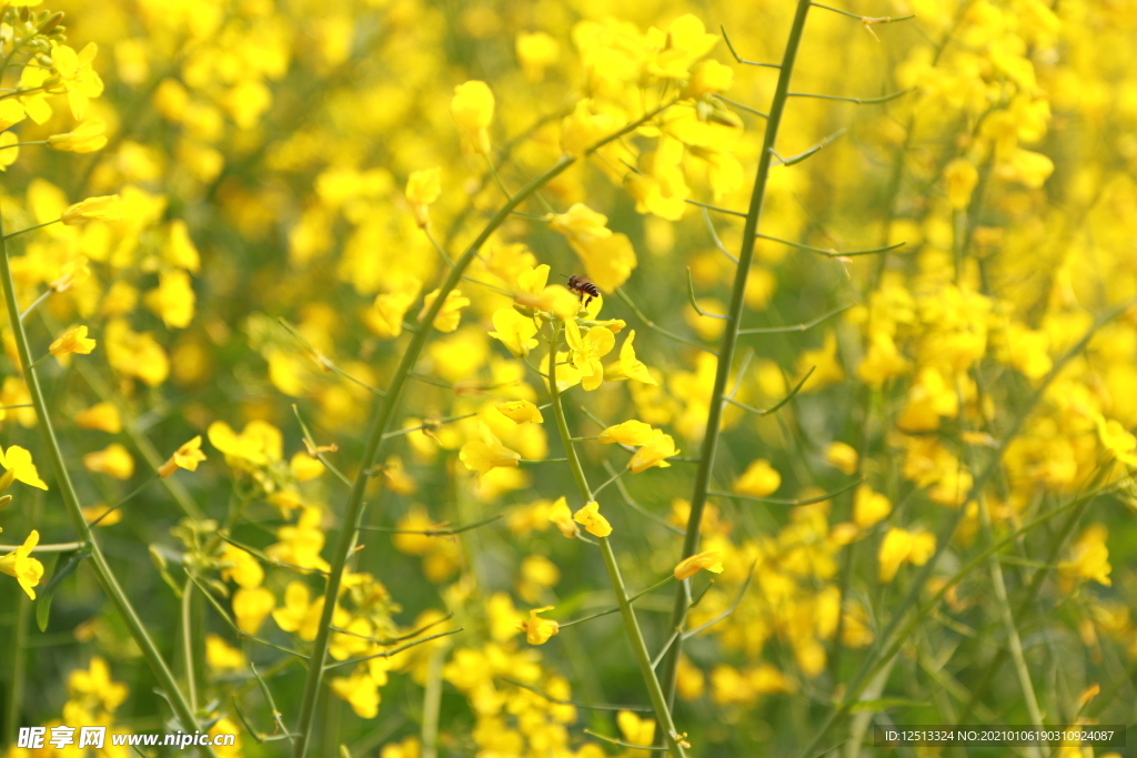 油菜花