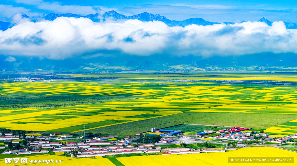 油菜花