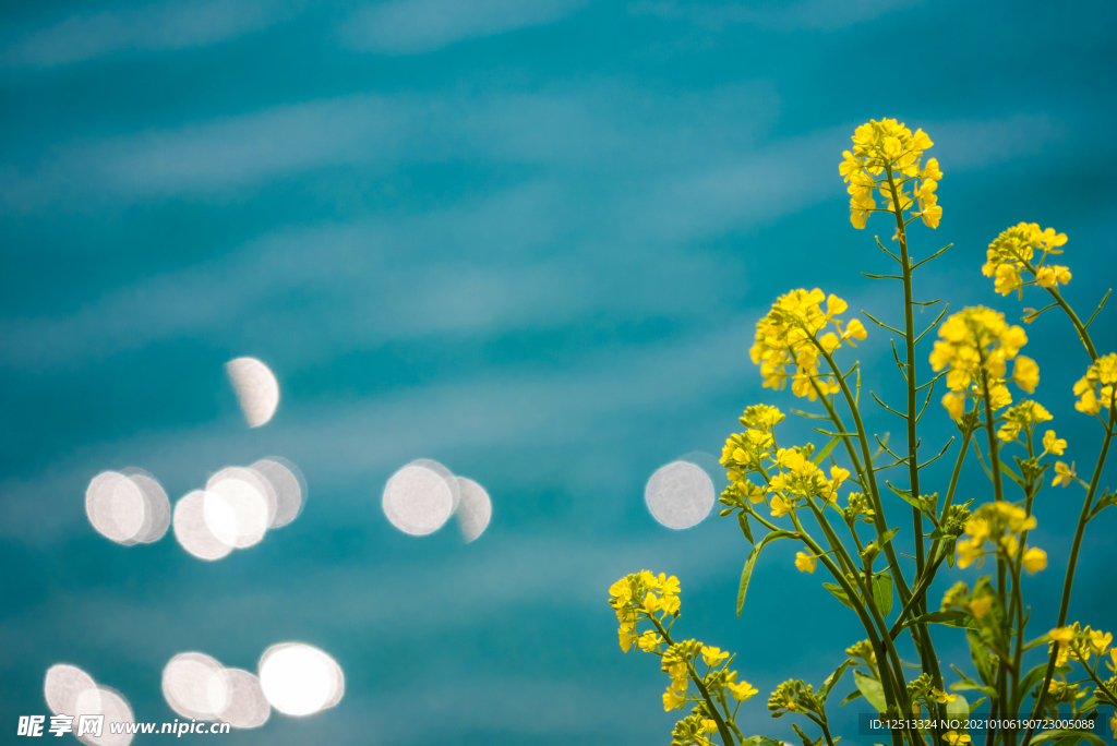 油菜花