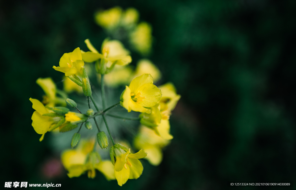油菜花