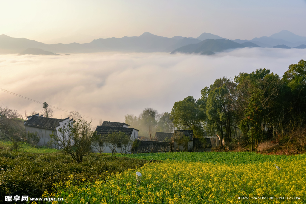 油菜花