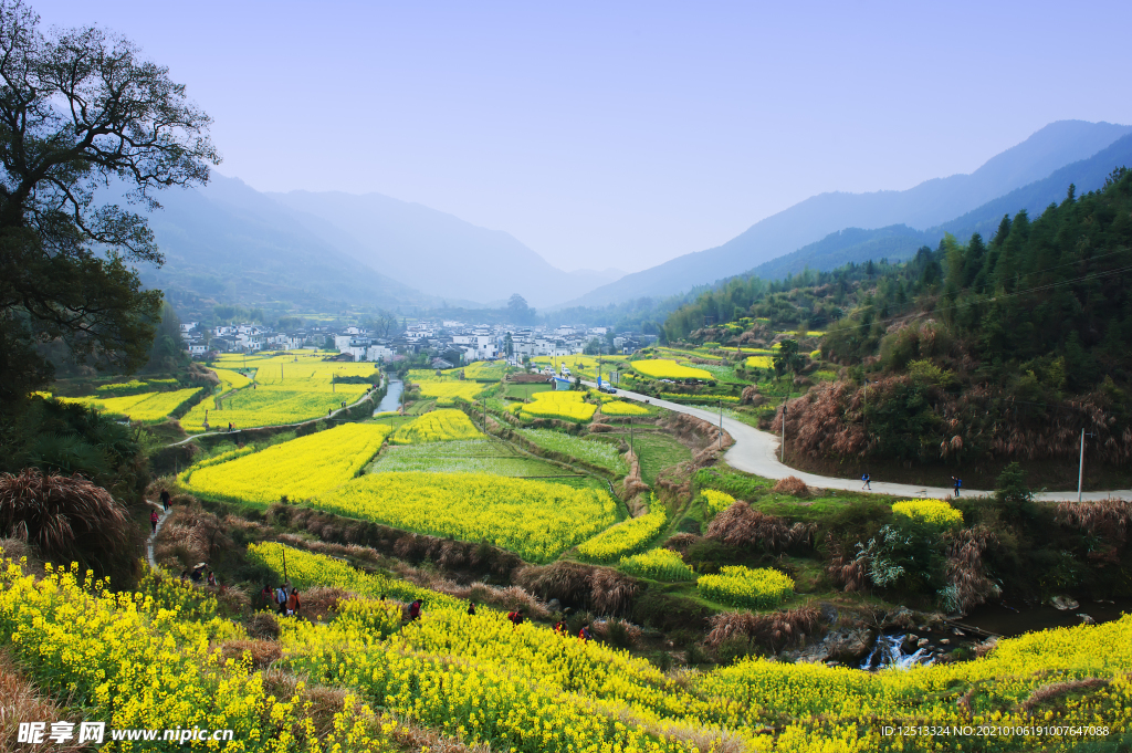 油菜花