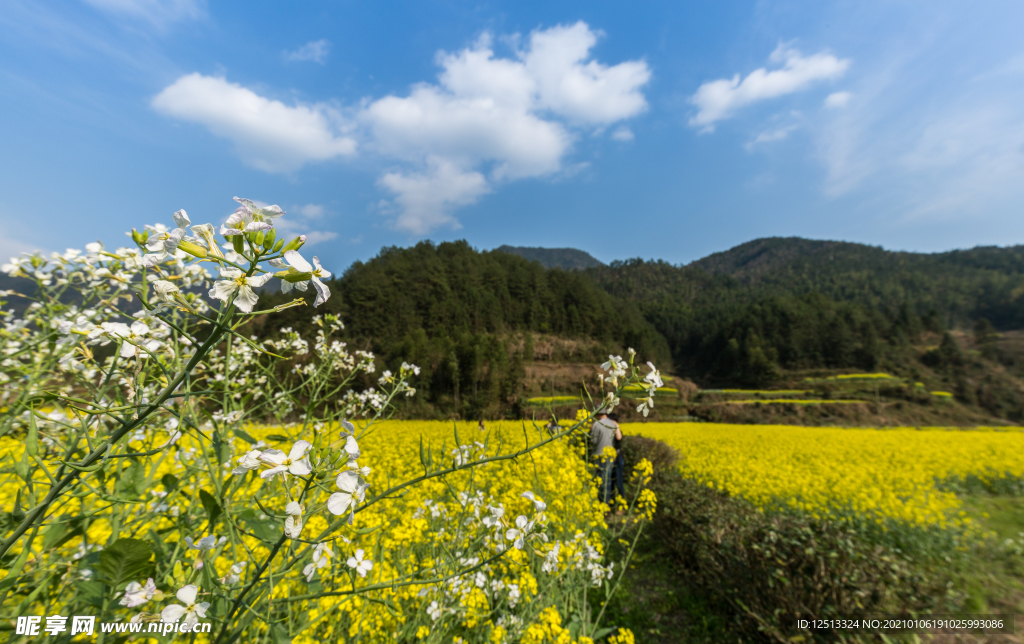油菜花