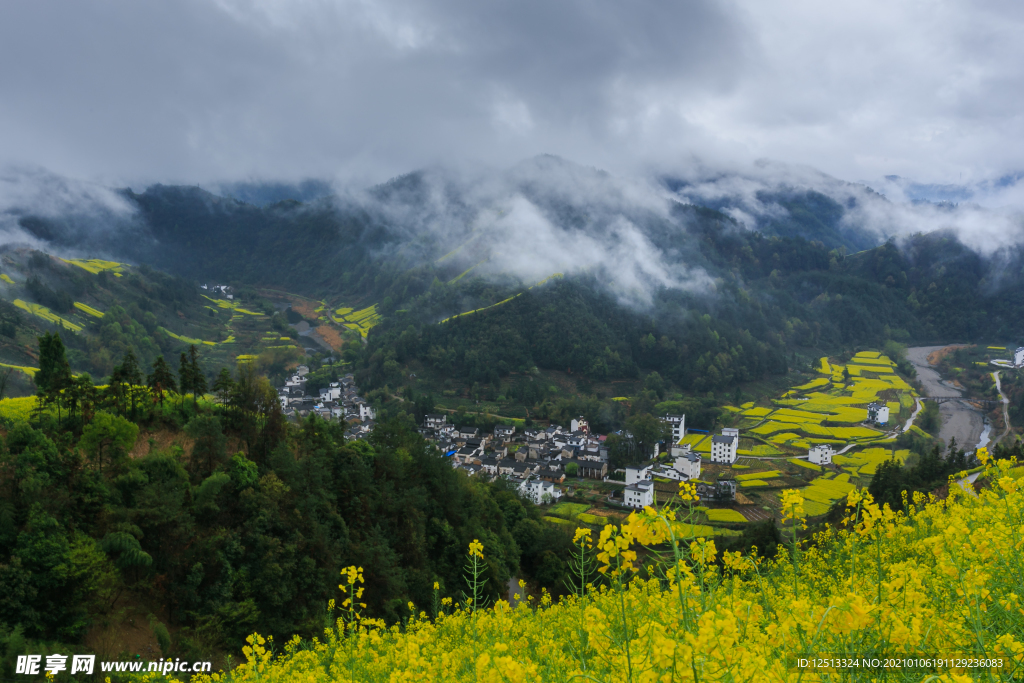 油菜花