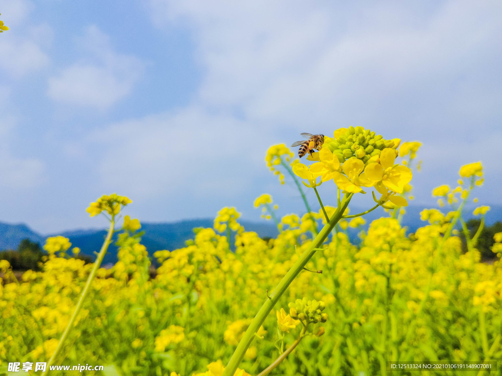 油菜花
