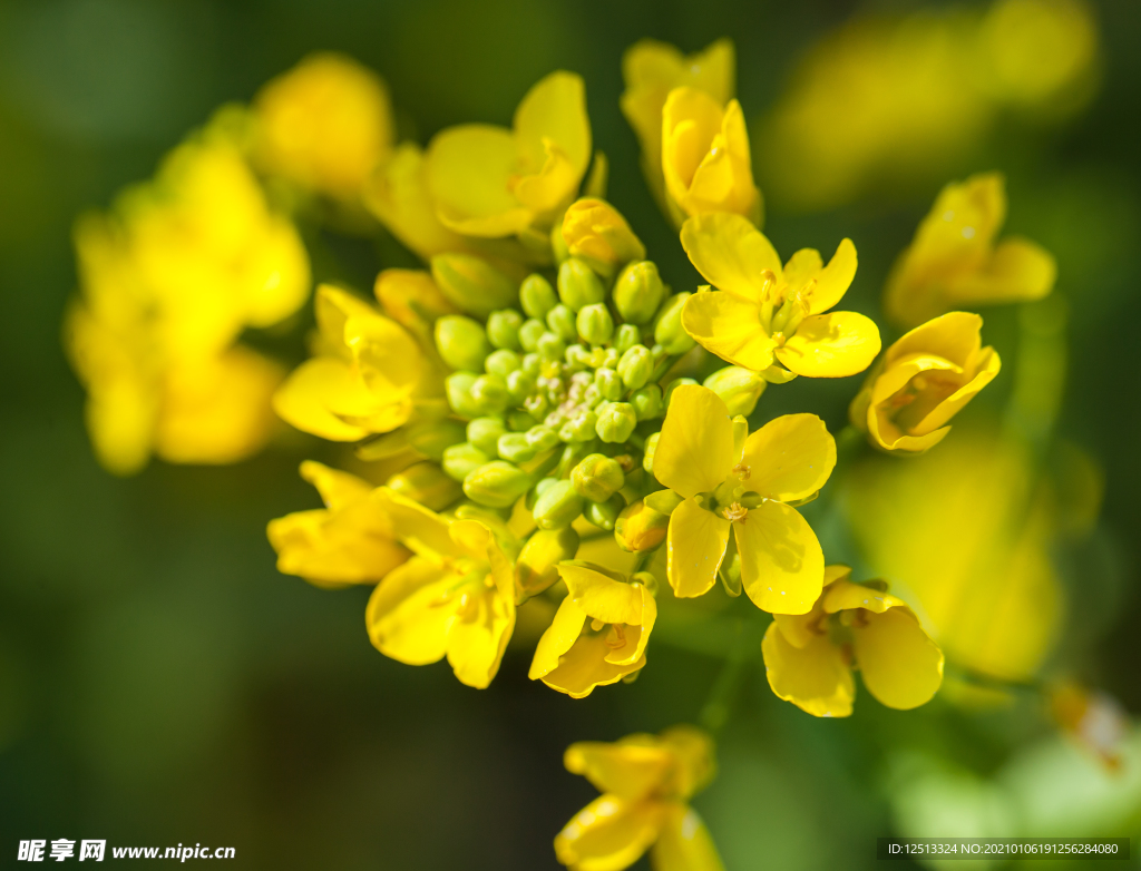 油菜花