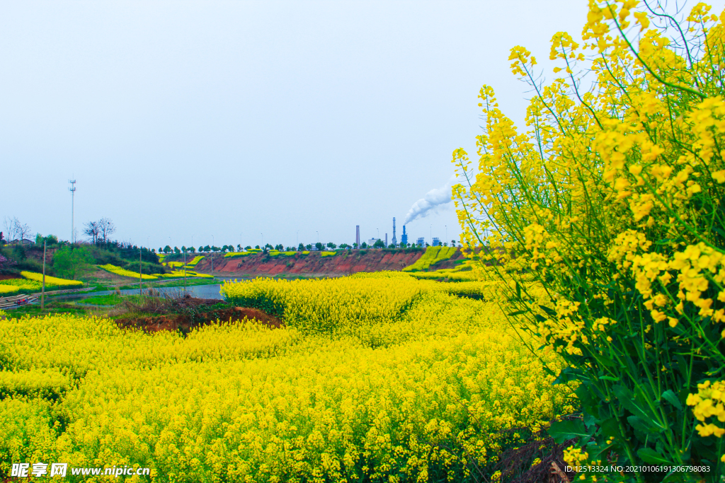 油菜花