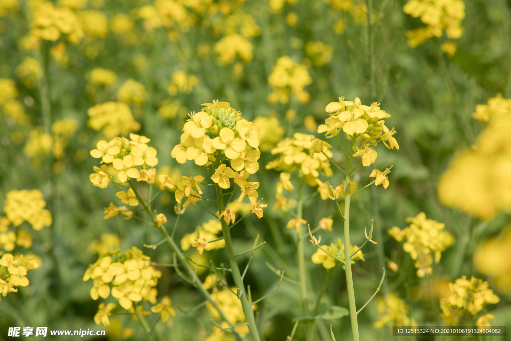 油菜花