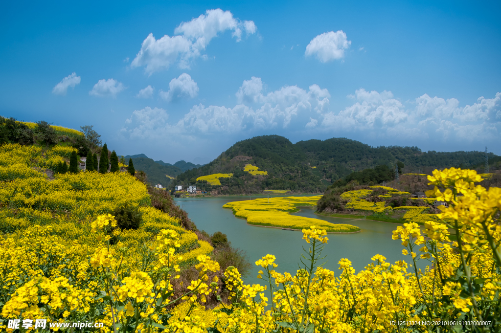 油菜花