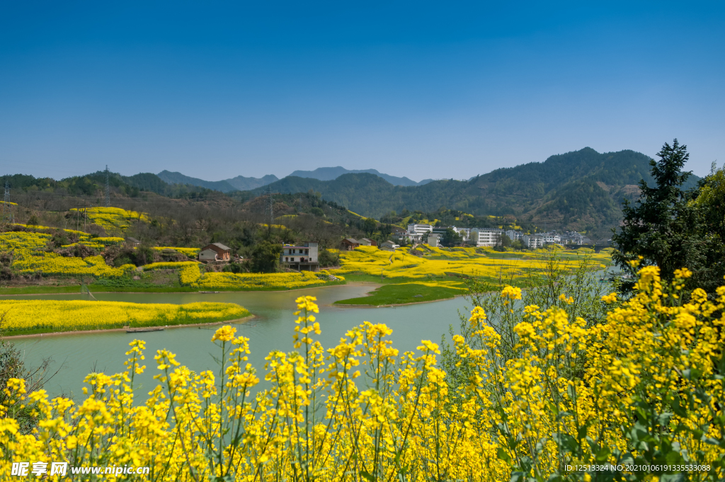 油菜花