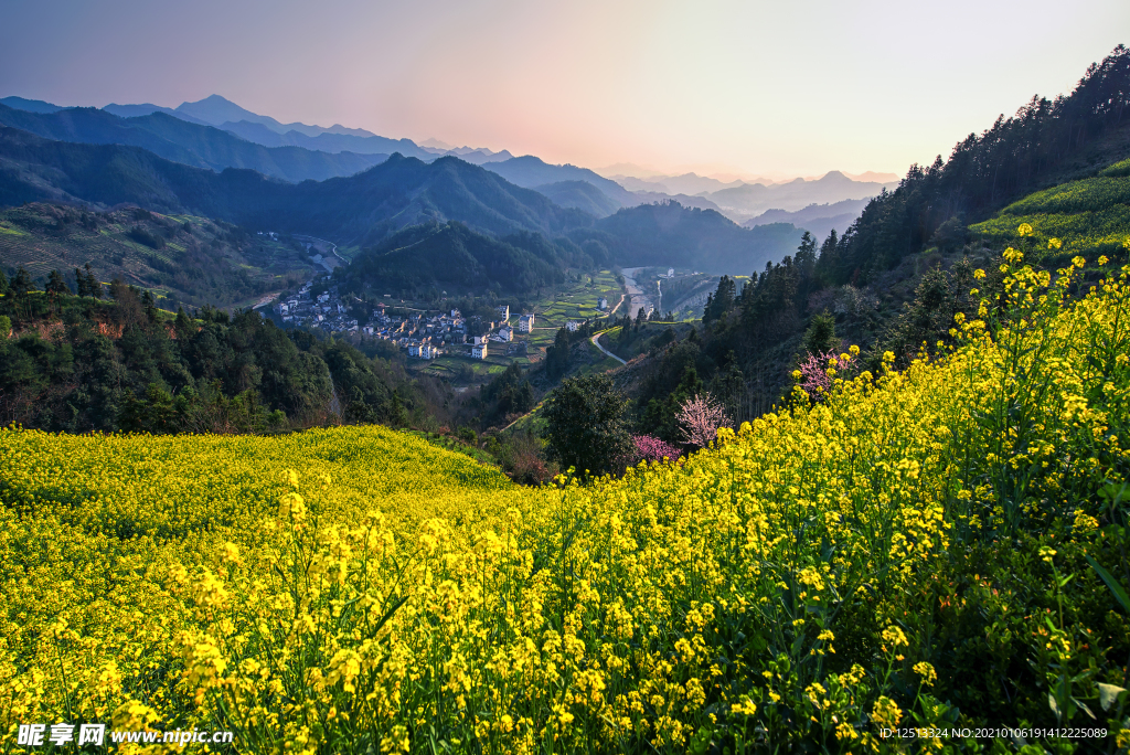 油菜花