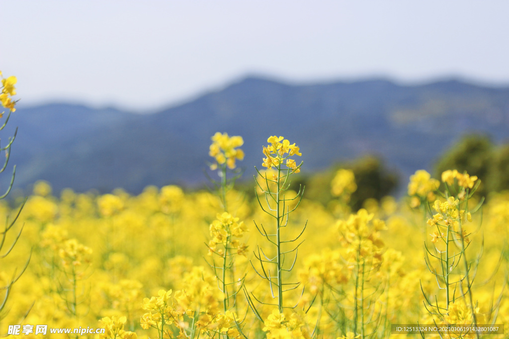 油菜花
