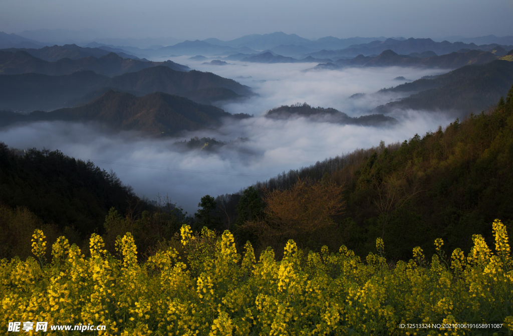 油菜花