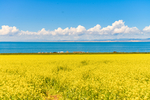 青海湖油菜花