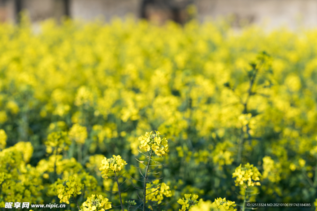 油菜花