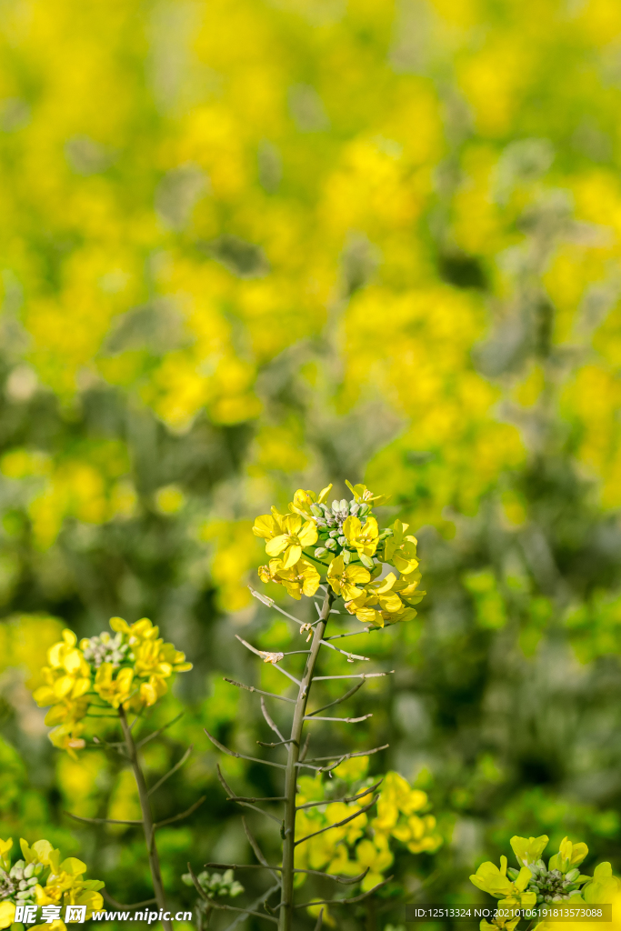 油菜花