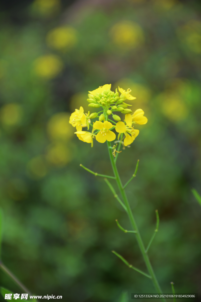 油菜花