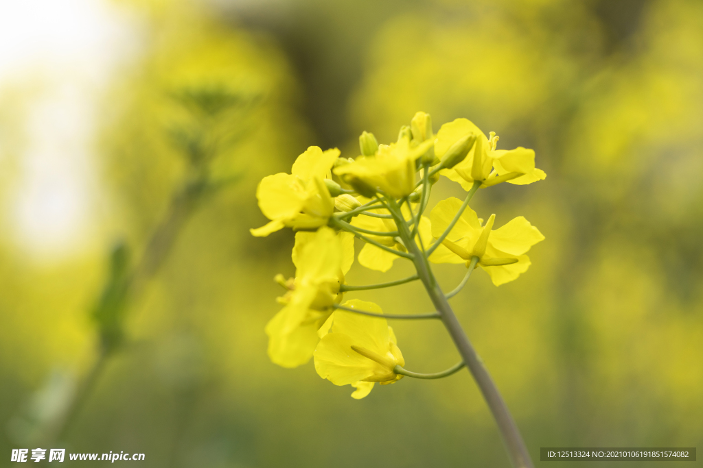 油菜花