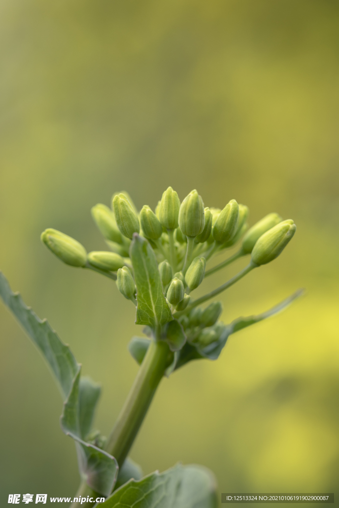 油菜花