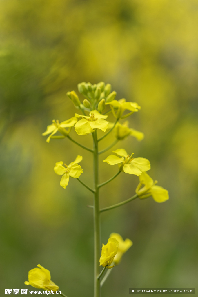 油菜花