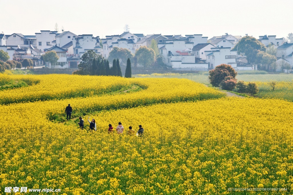油菜花