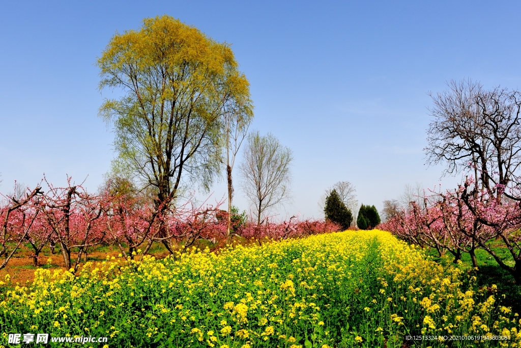 油菜花