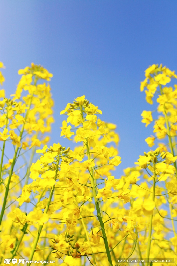 油菜花