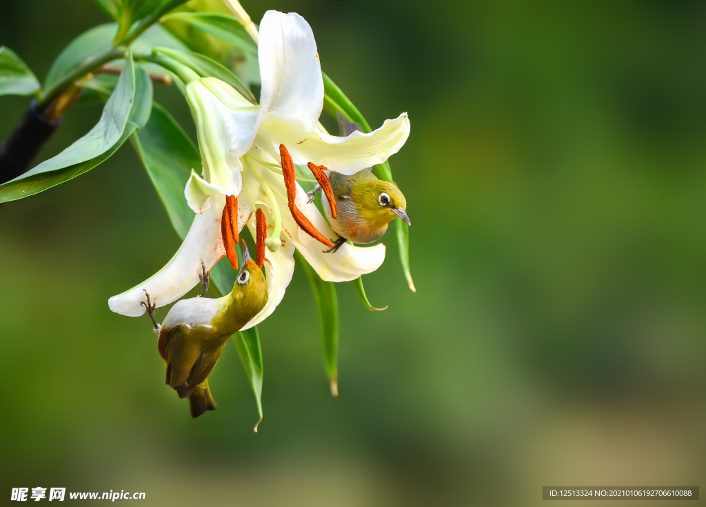 百合花