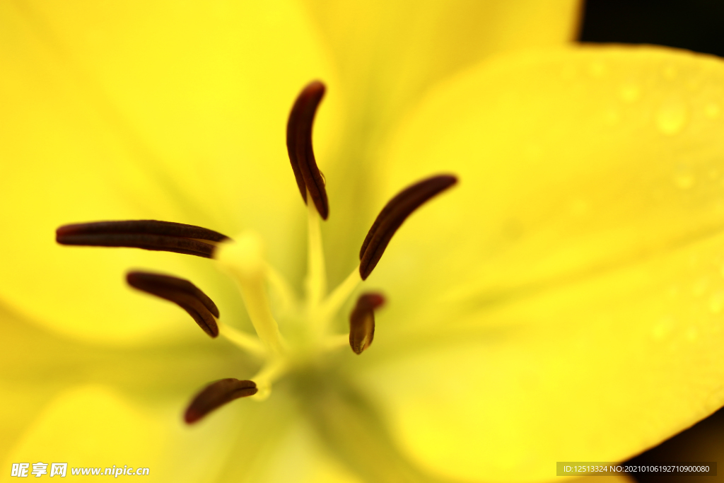 百合花