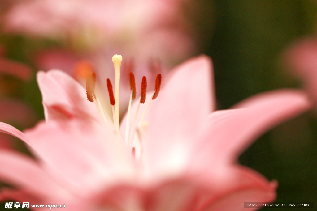 百合花