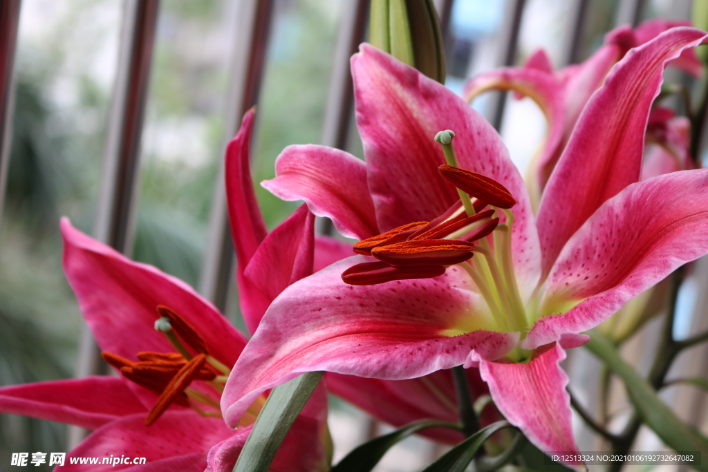 百合花