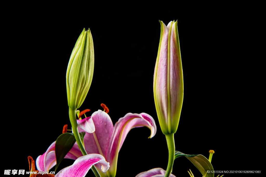百合花