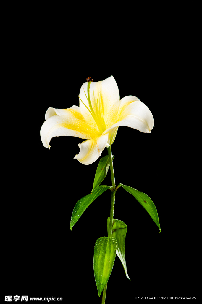 百合花