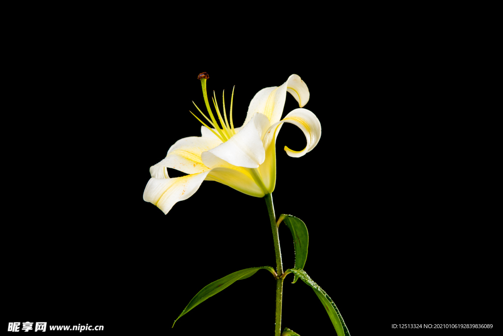 百合花