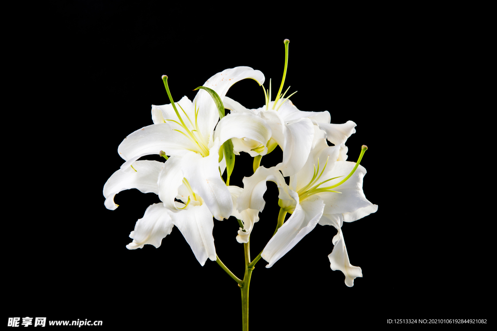百合花