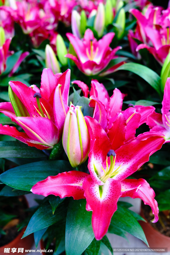 百合花
