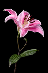 百合花